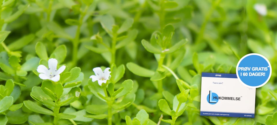 Bilde av Bacopa Monnieri-planten, også kjent som Brahmi, sammen med L-Hukommelse-eske og med "Prøv gratis" tilbud.