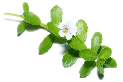 Illustrasjon av planten Bacopa Monnieri, også kjent som Brahmi, brukt i ayurvedisk tradisjon