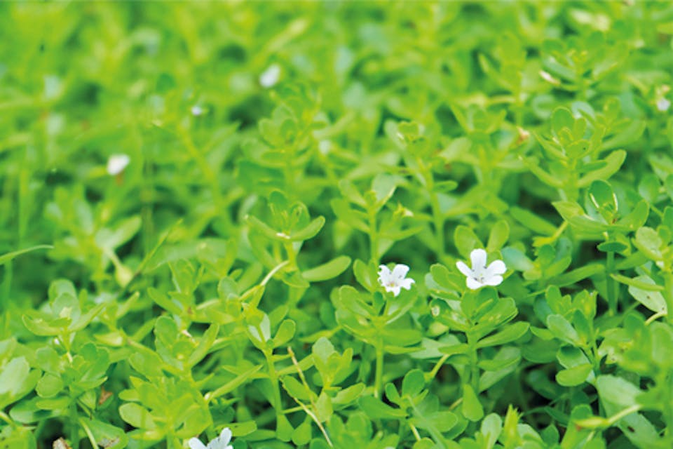 Baccopa Monnieri en banebrytende ingrediens med lange tradisjoner